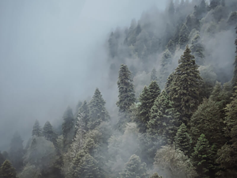 Forest in Sochi.